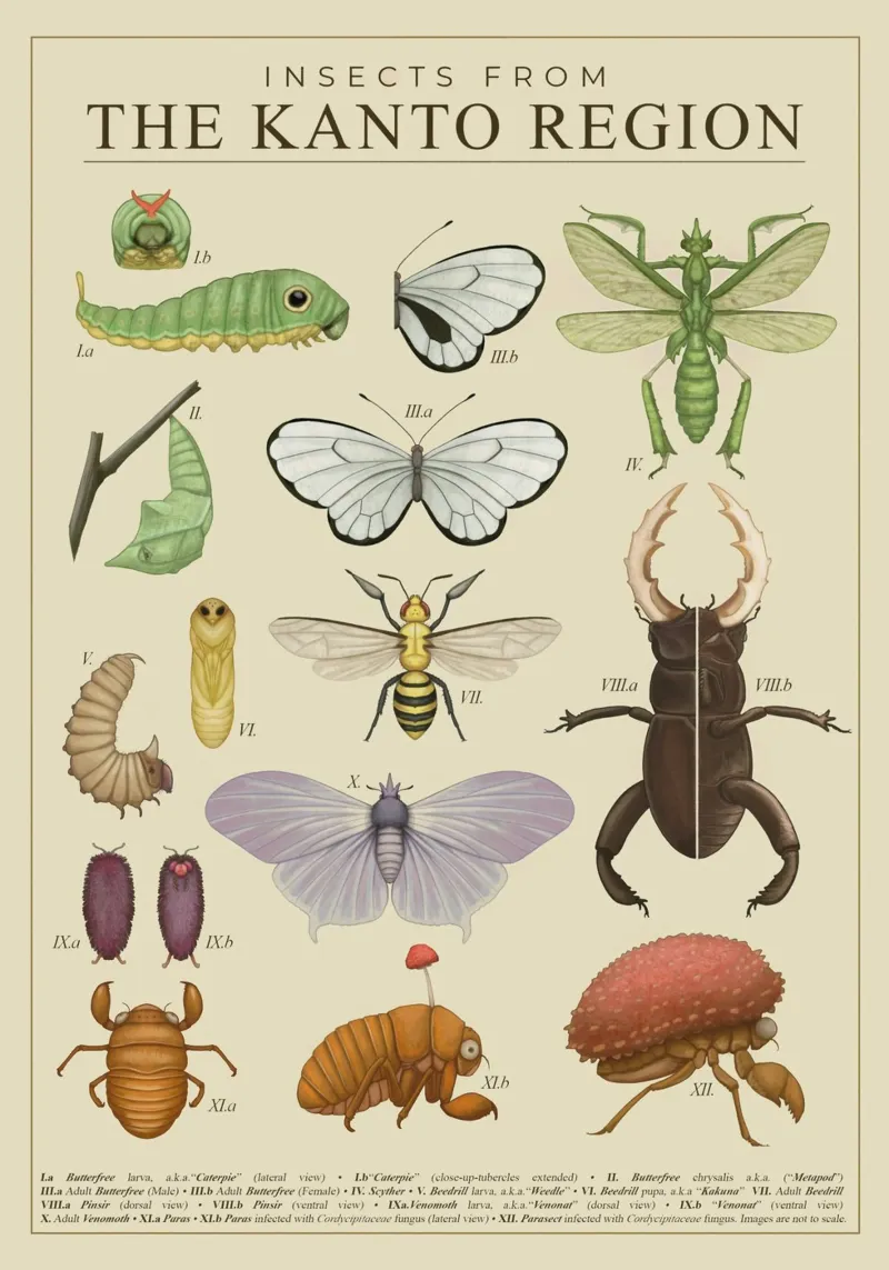 Insetti della regione del Kanto poster da Katrin Ack