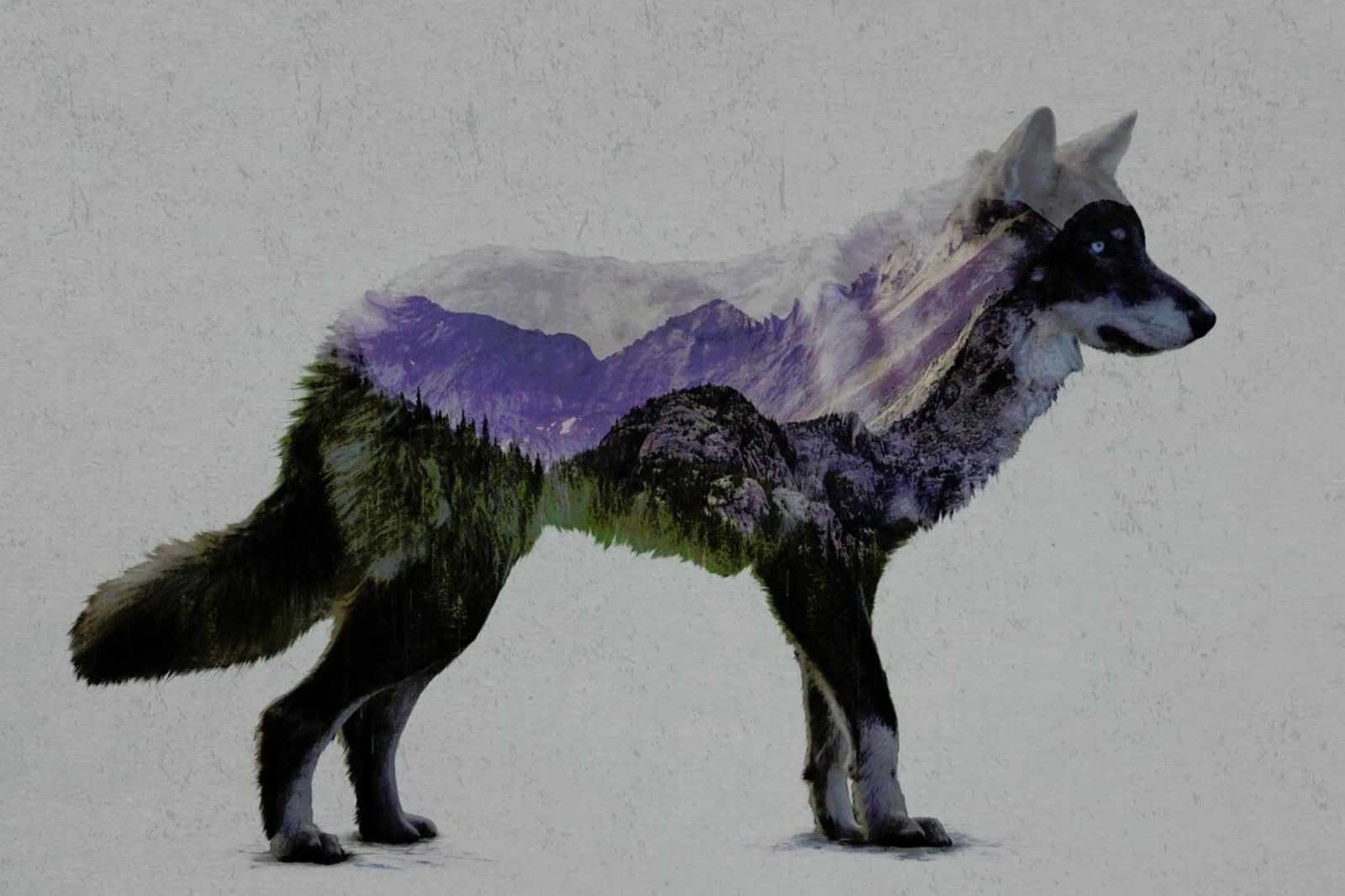 The Rocky Mountain Gray Wolf Poster von Davies Babies