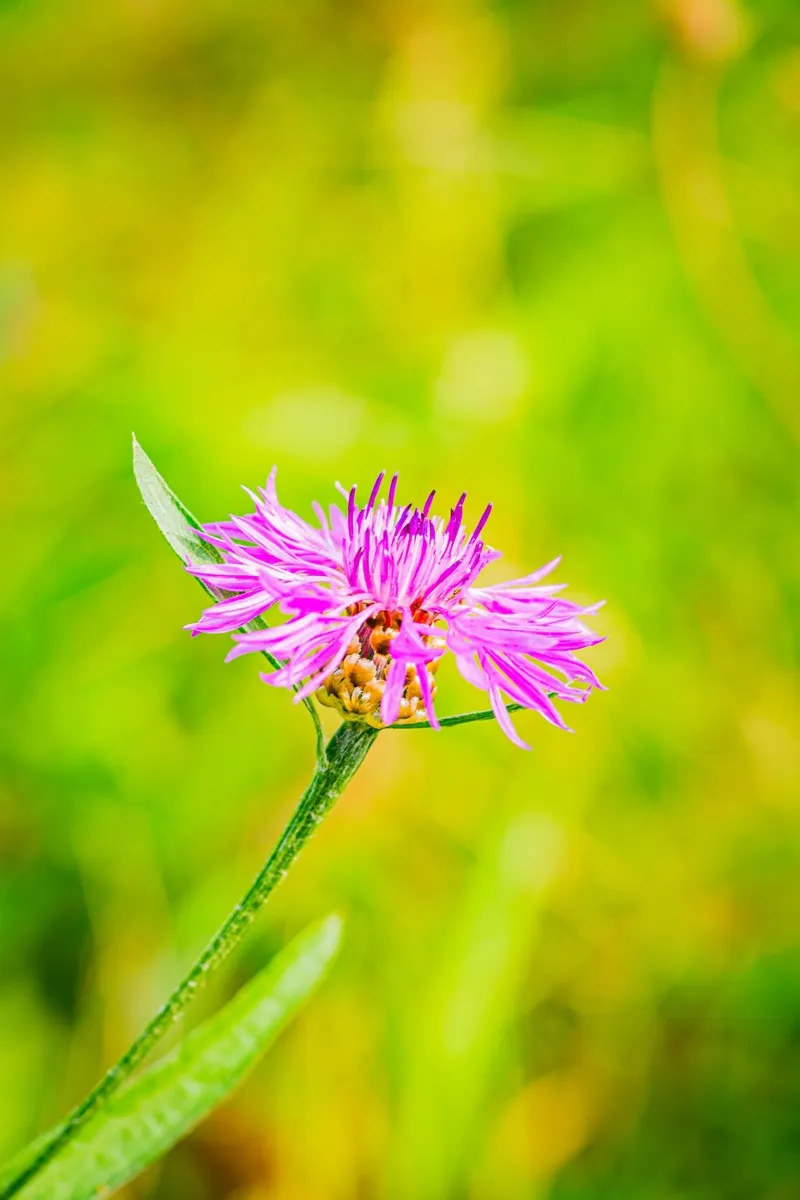 Roze bloem van de weidekruid canvas met Baklijst van Marcus Beckert | Fotografie