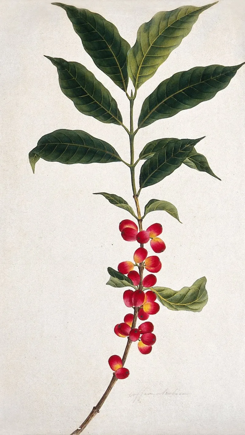 Coffee Branch: Botanical Illustration poster con telaio in alluminio da vintageshop
