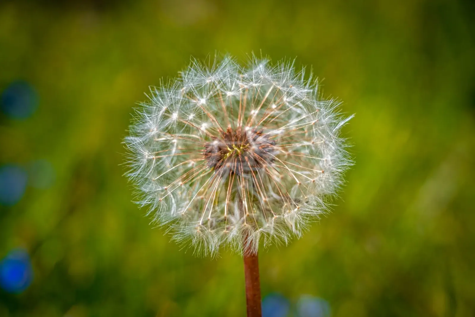 Pusteblume pellicola backlit da Marcus Beckert | Fotografie