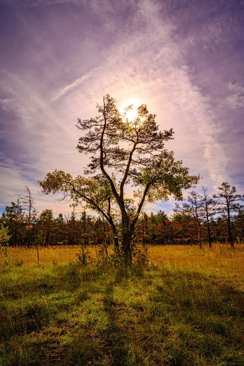 Sun behind a deciduous tree hahnemühle by Marcus Beckert | Fotografie