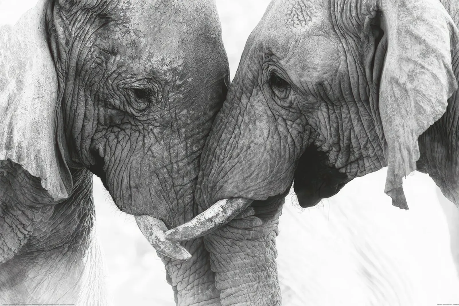 Elefante - Tocco poster da vintgeseyn