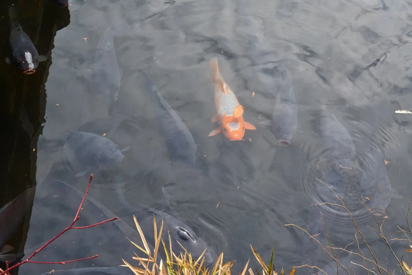 Carpa Koi carta hahnemühle da dava