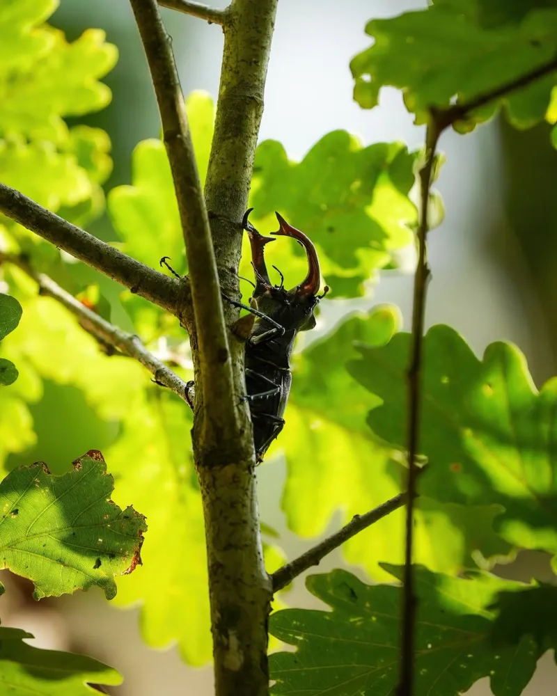 Stag Beetle canvas with Floater frame by Tom's Wildlife