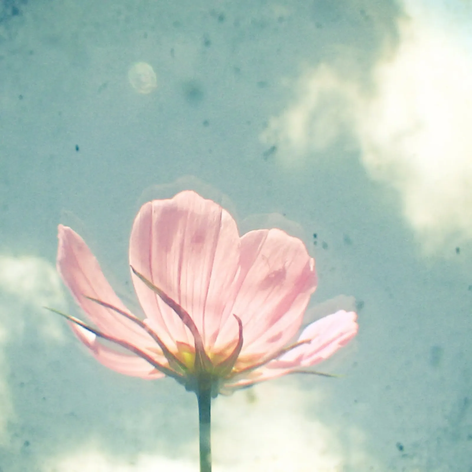 Cosmo rosa tela con Cornice a cassetta da Cassia Beck Photography