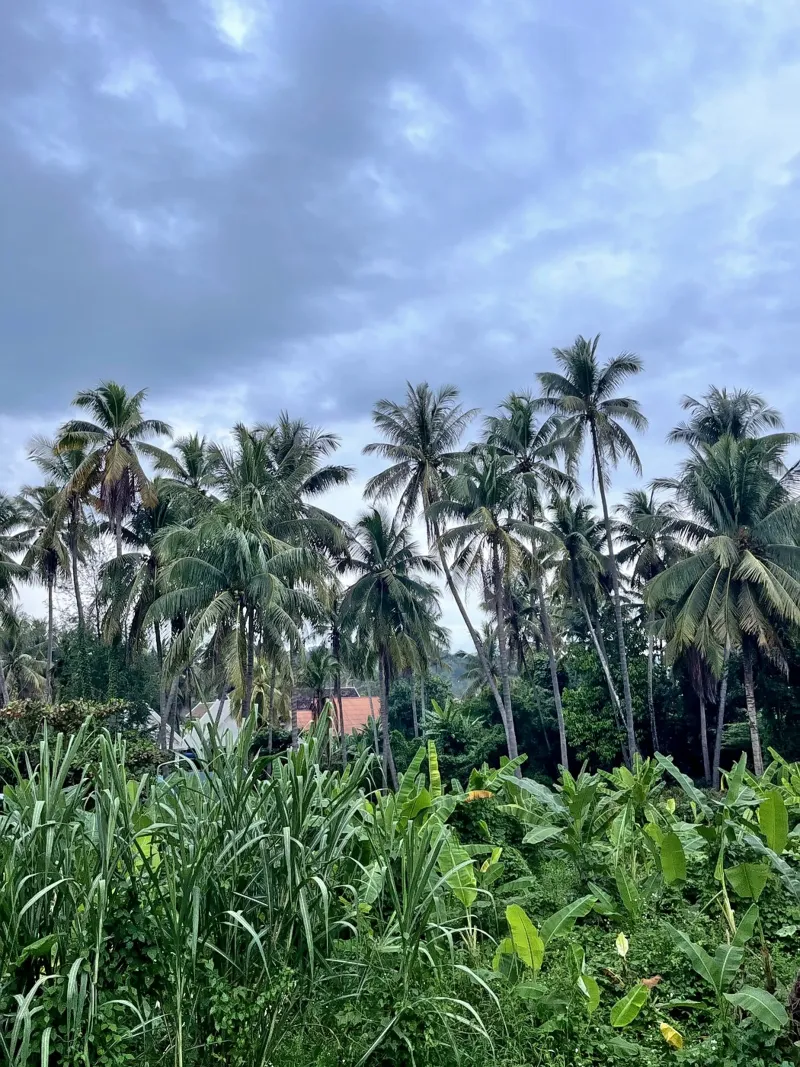 palmtrees in laos pellicola backlit da Reiselust