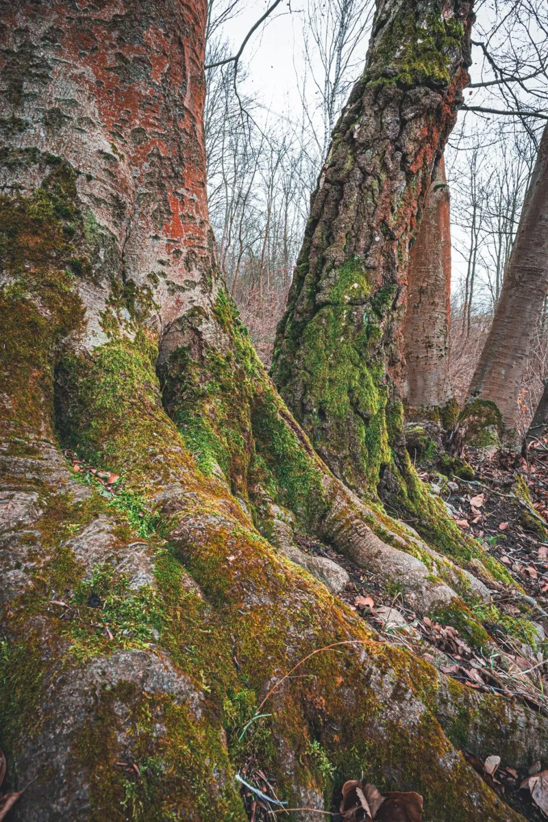 Moss on tree root canvas by Marcus Beckert | Fotografie