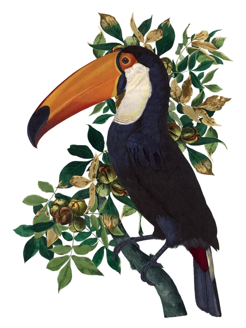 Tucano e fogliame poster con telaio in alluminio da Mariel Toigo