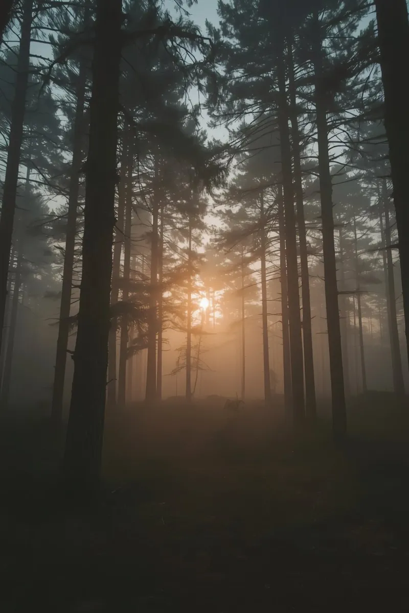 Foresta nebbiosa con alberi alti e luce solare poster con telaio in plastica da DesignDoodle