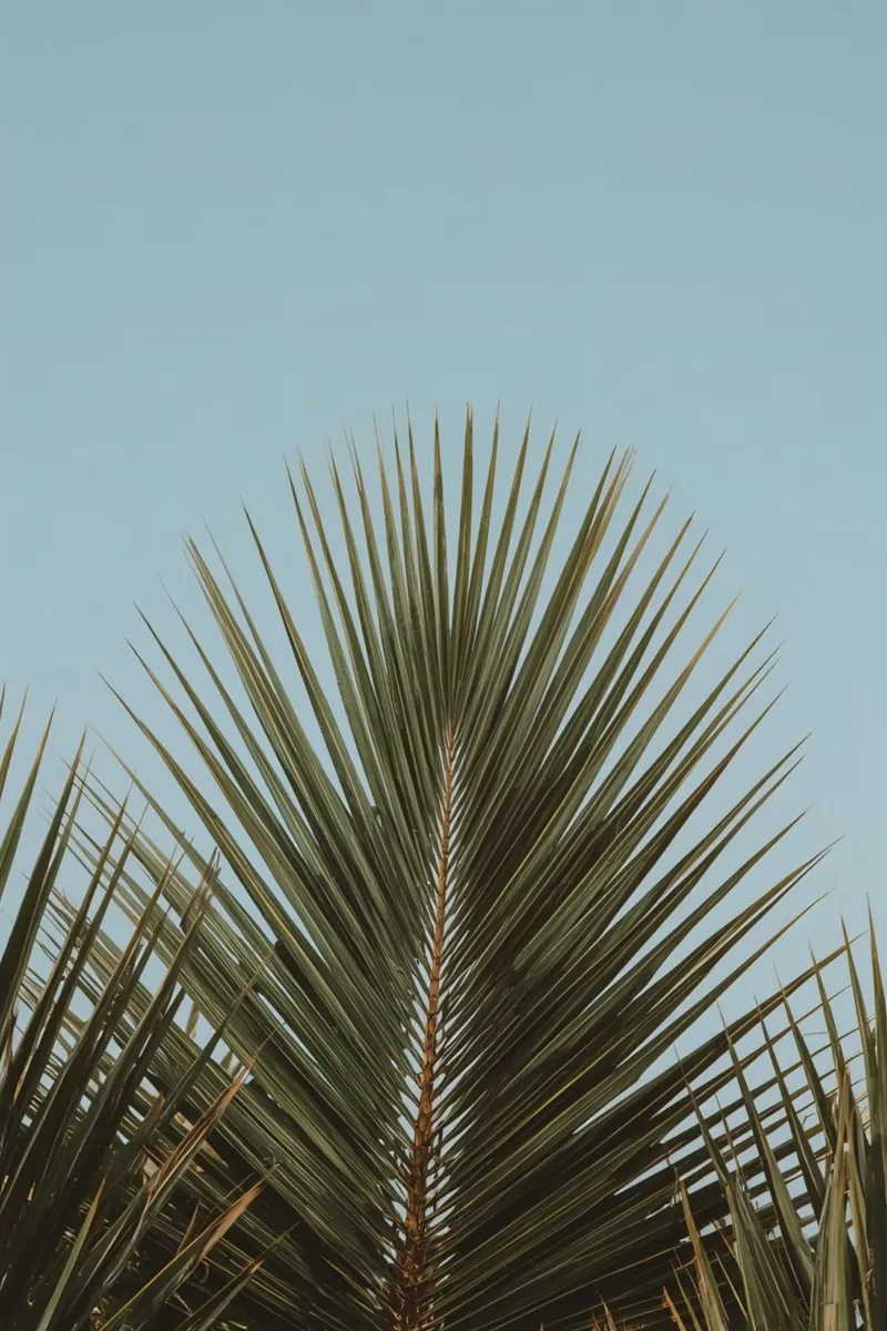 Palmwedel gegen blauen Himmel Poster mit Kunststoffrahmen von DesignDoodle