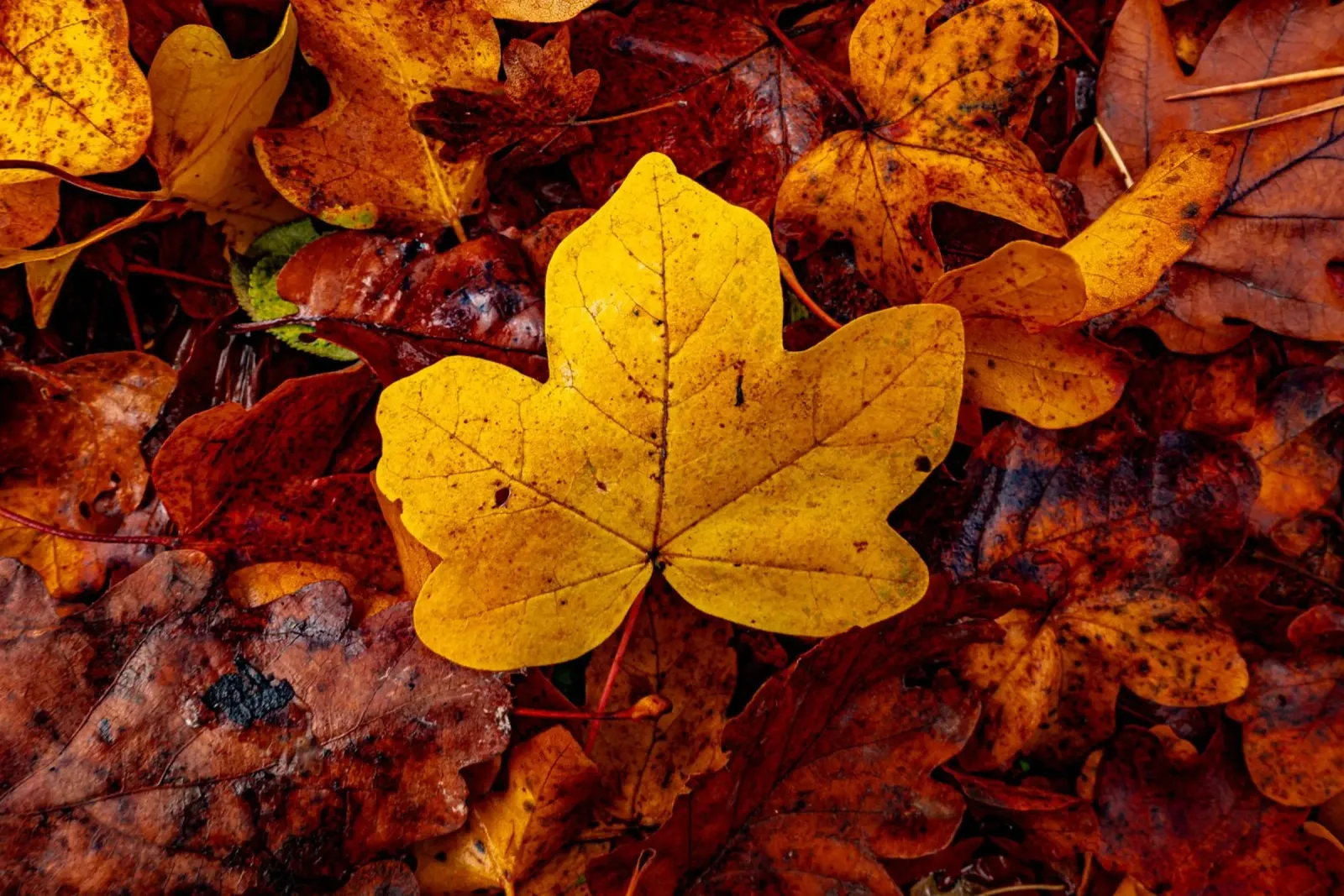 Feuille d'érable jaune hahnemühle de Marcus Beckert | Fotografie