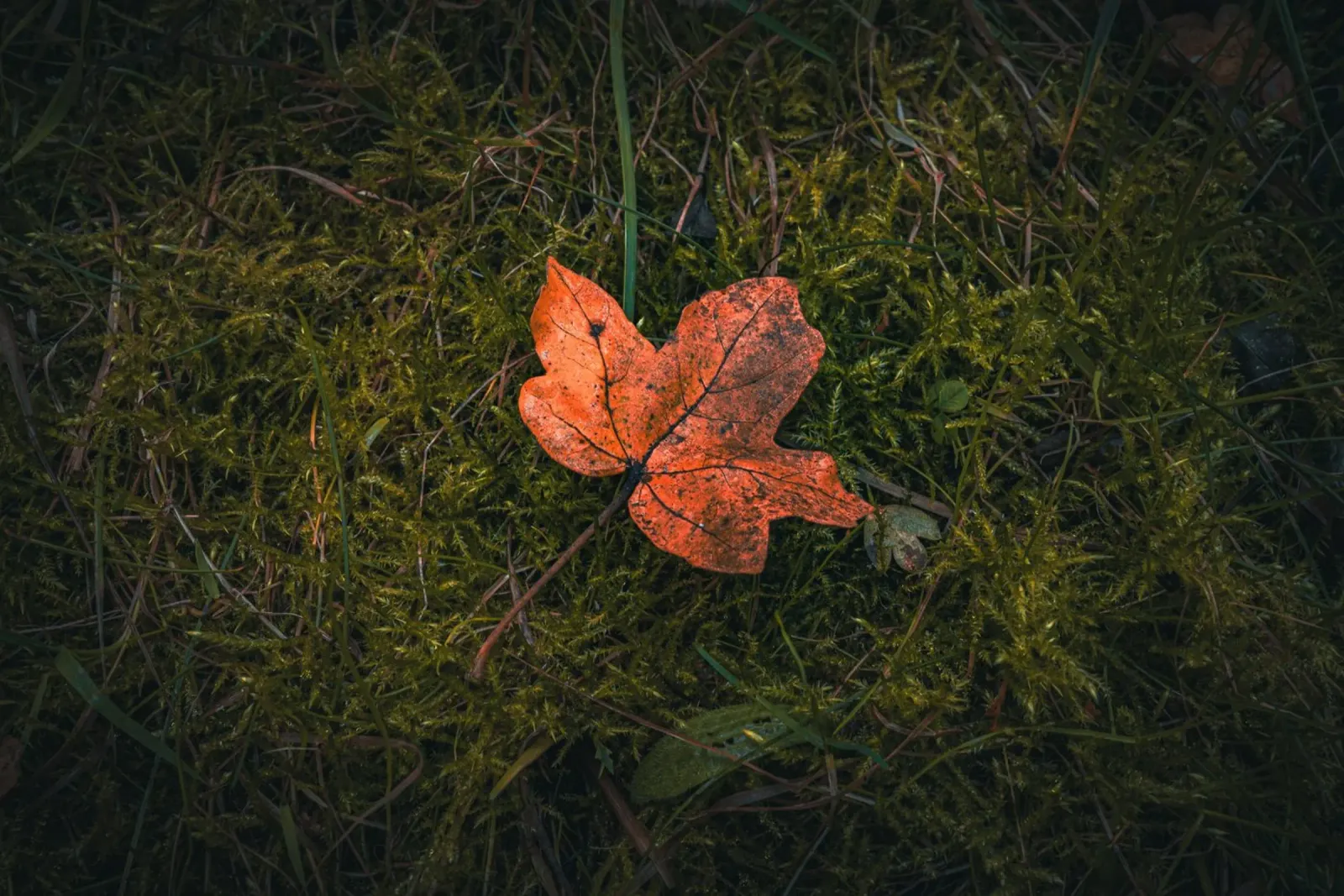 Feuille d'érable sur sol mousseux plexiglas de Marcus Beckert | Fotografie