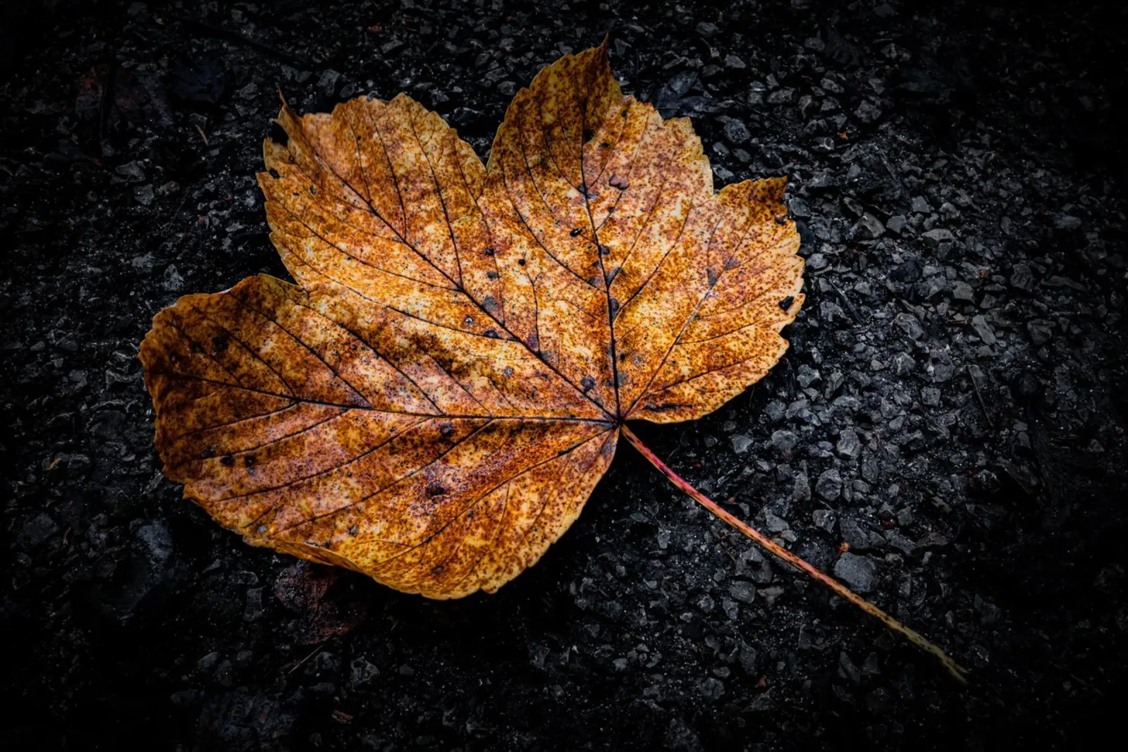 Feuille d'érable jaune hahnemühle de Marcus Beckert | Fotografie
