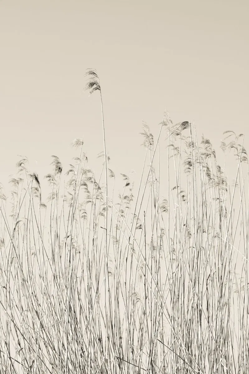 Schilf am See hahnemühle by Visuelle Poesie am Wegesrand