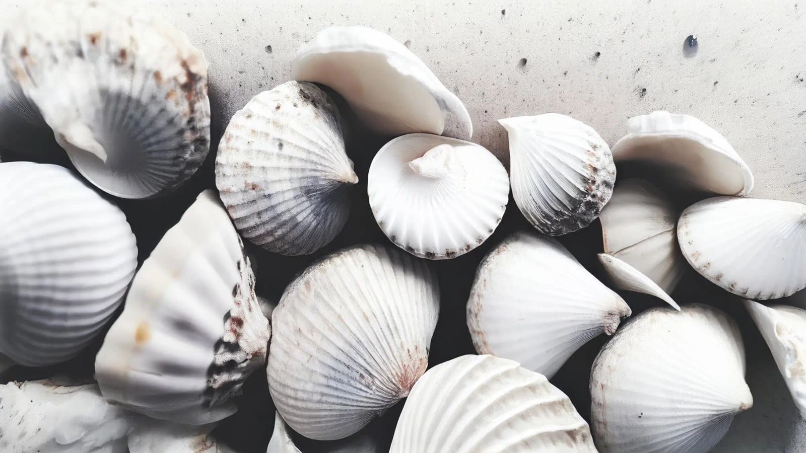 Shells On The Beach pellicola backlit da treechild