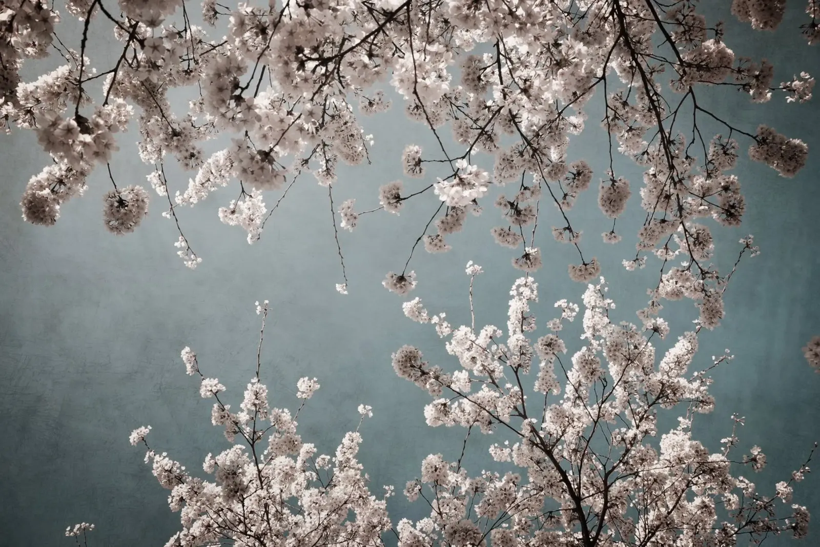 moody spring alluminio dibond da Visuelle Poesie am Wegesrand