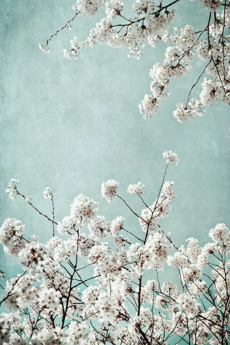 spring time alluminio dibond da Visuelle Poesie am Wegesrand