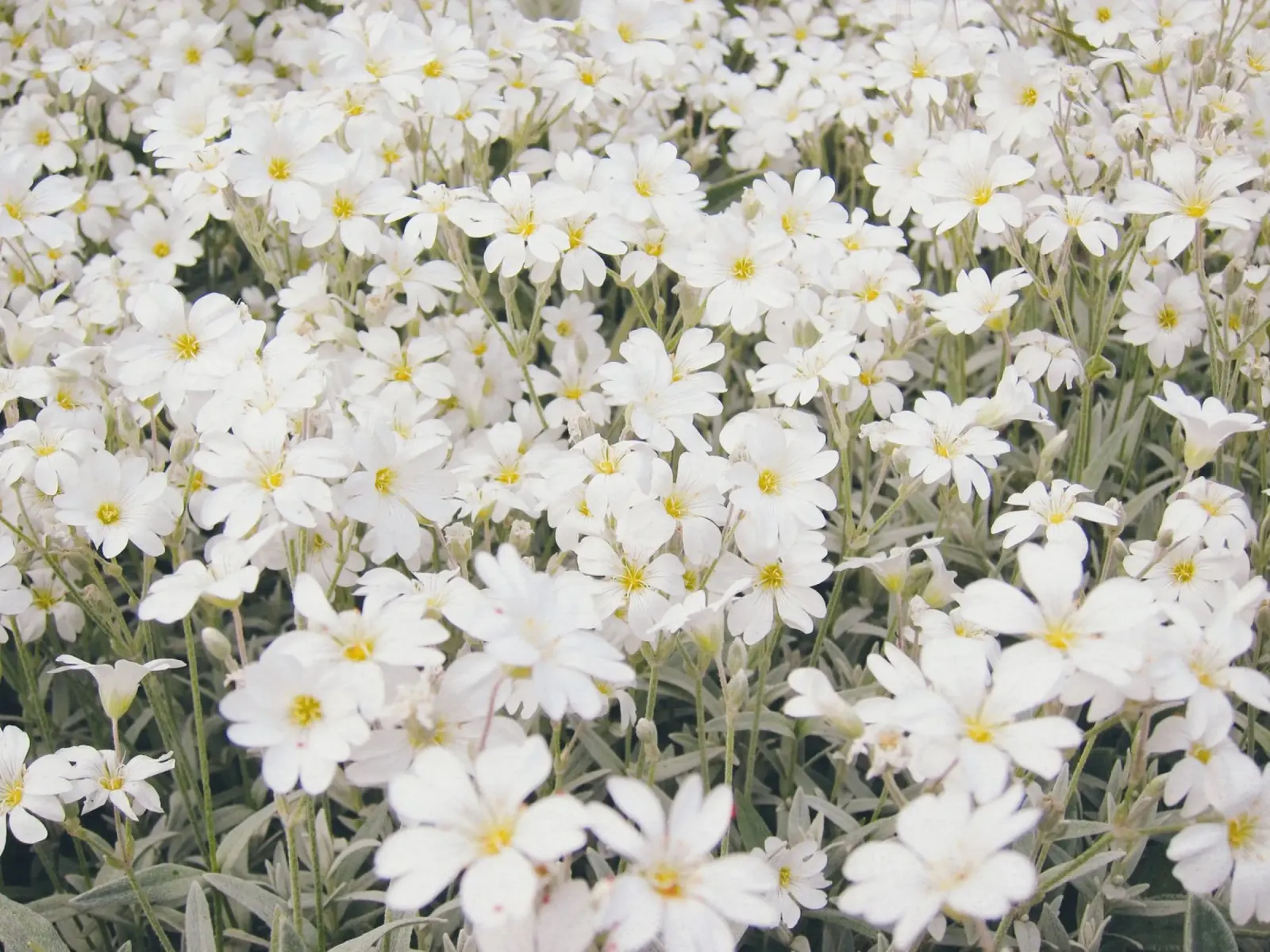 Festa dei fiori poster con telaio in alluminio da Cassia Beck Photography