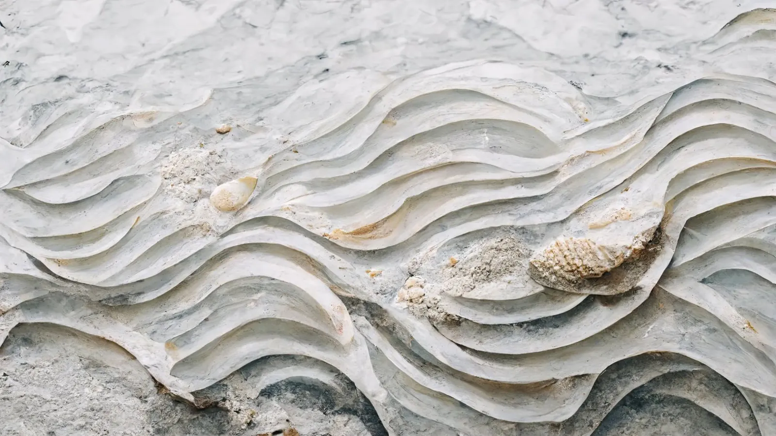Sea Shells Detail No 7 plexiglass da treechild