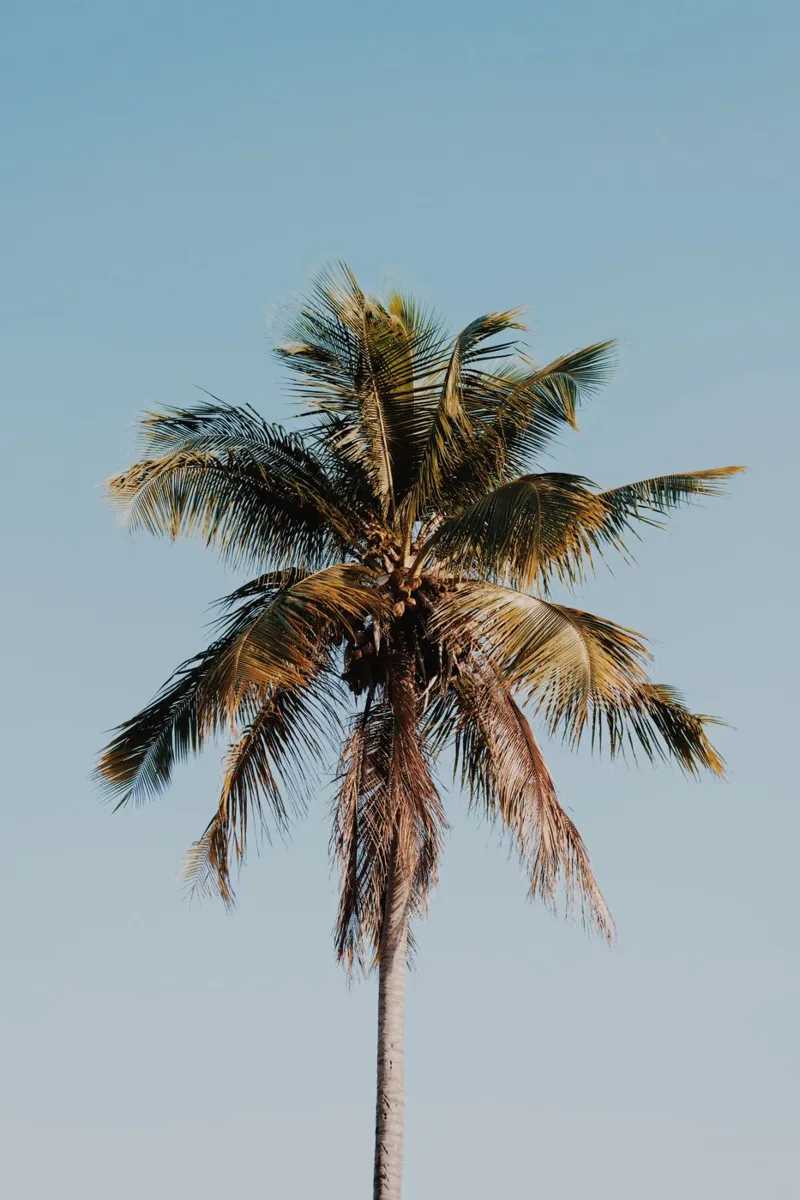 a palm tree iii / dominican republic poster con telaio in plastica da mauikauai