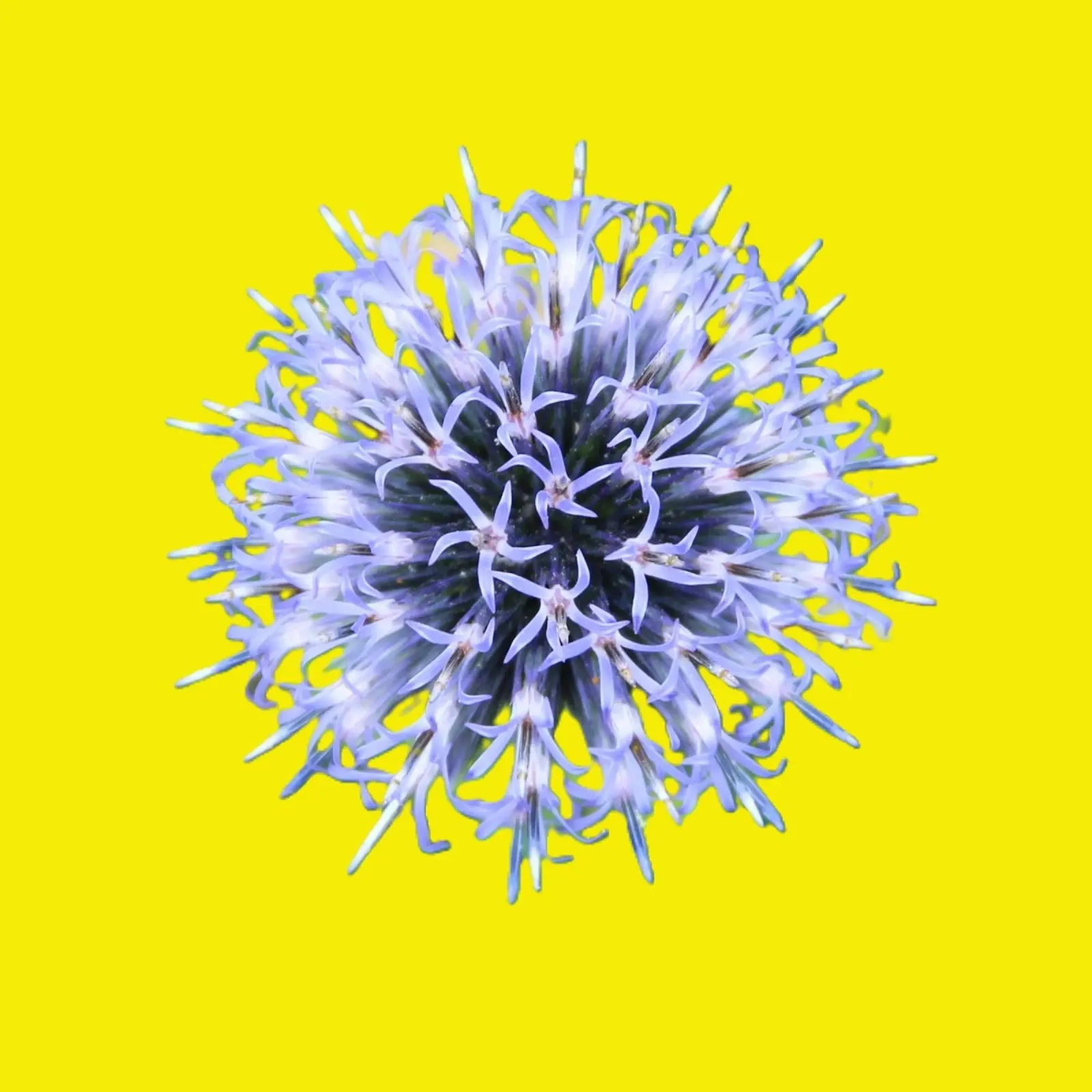 disco cardo yellow poster da DragonFly