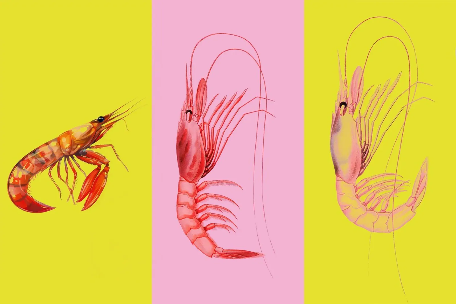 Retro Shrimp Pop Art Leinwand mit Schattenfugenrahmen von Attaboy Dsgn
