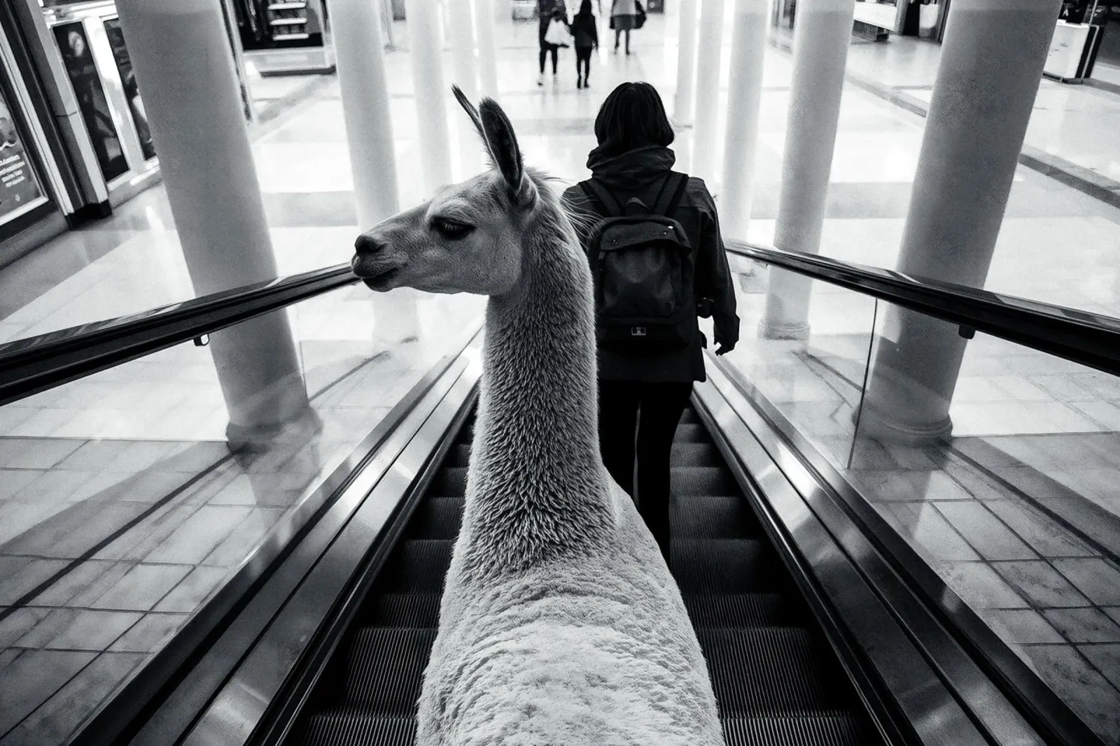 Llama on escalator: surreal experience in shopping centre poster with wooden frame by KUNSTstück