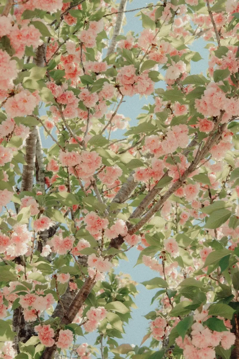 blossom fully poster con telaio in legno da mip of map