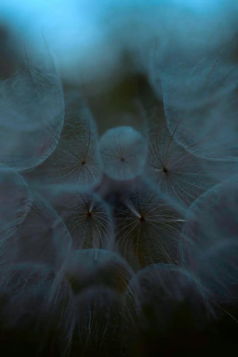 dandelions poster con telaio in legno da mip of map