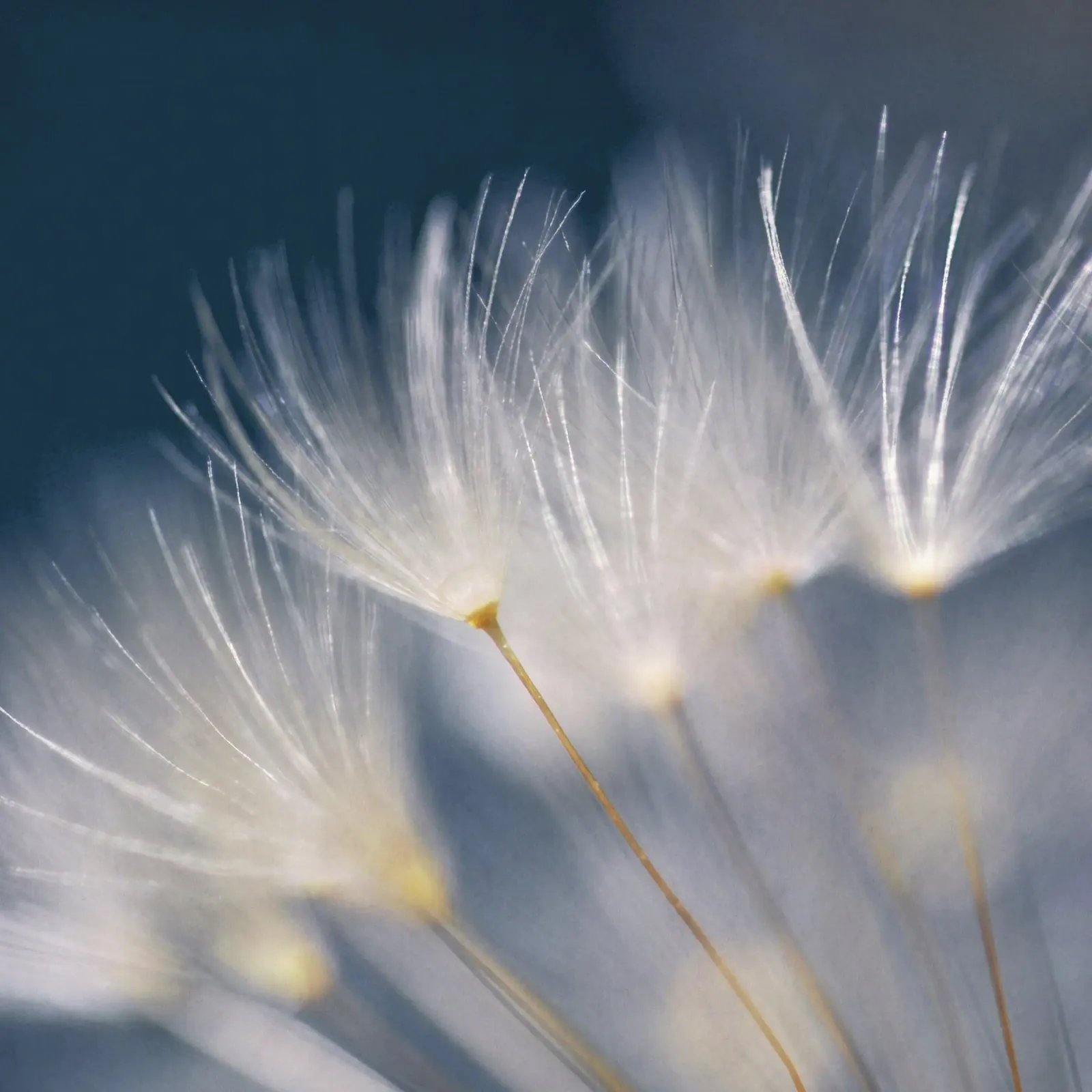 soft lights carta hahnemühle da Visuelle Poesie am Wegesrand