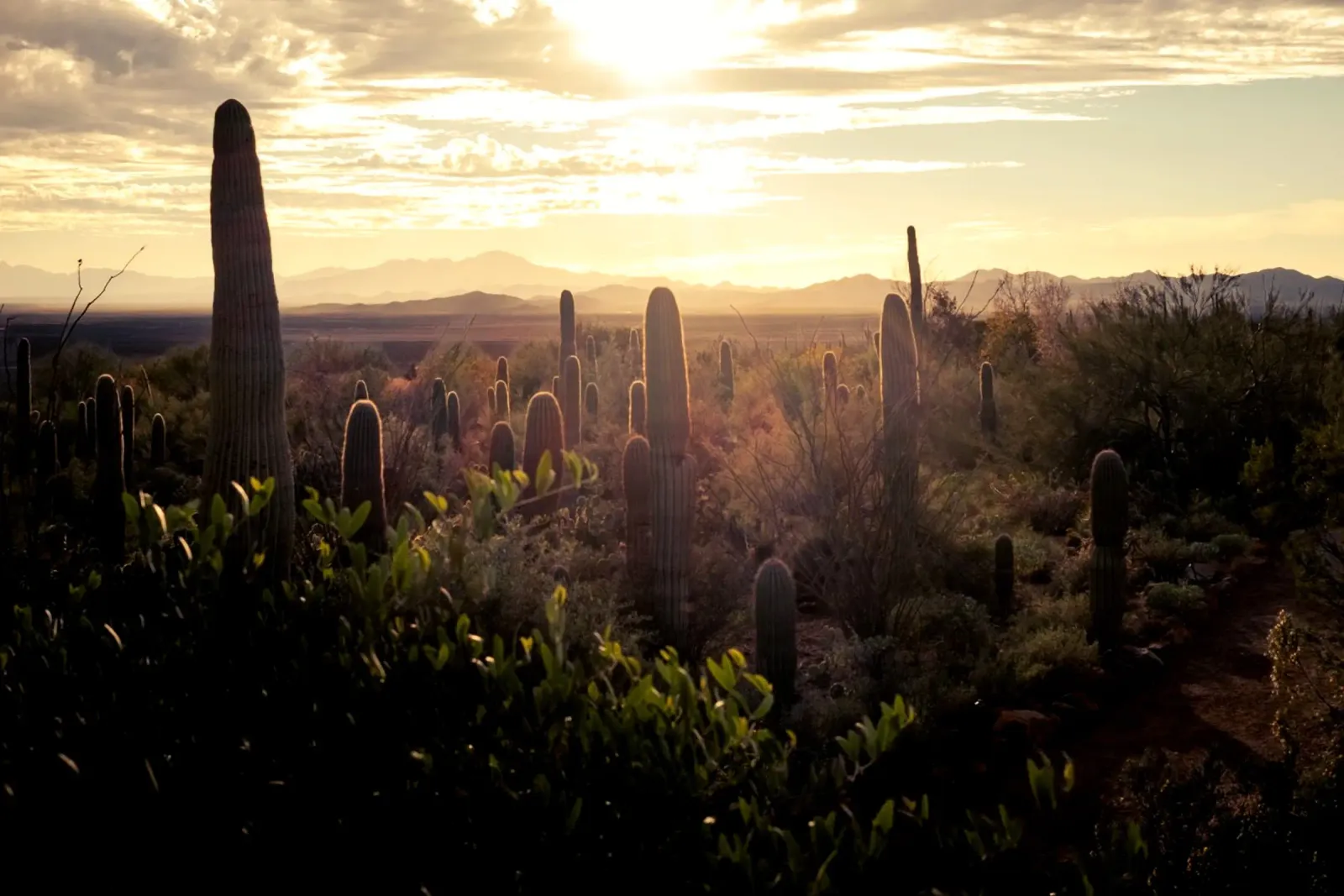 Il deserto del Saguaro in Arizona con paesaggio roccioso poster con telaio in legno da Finch & Frames