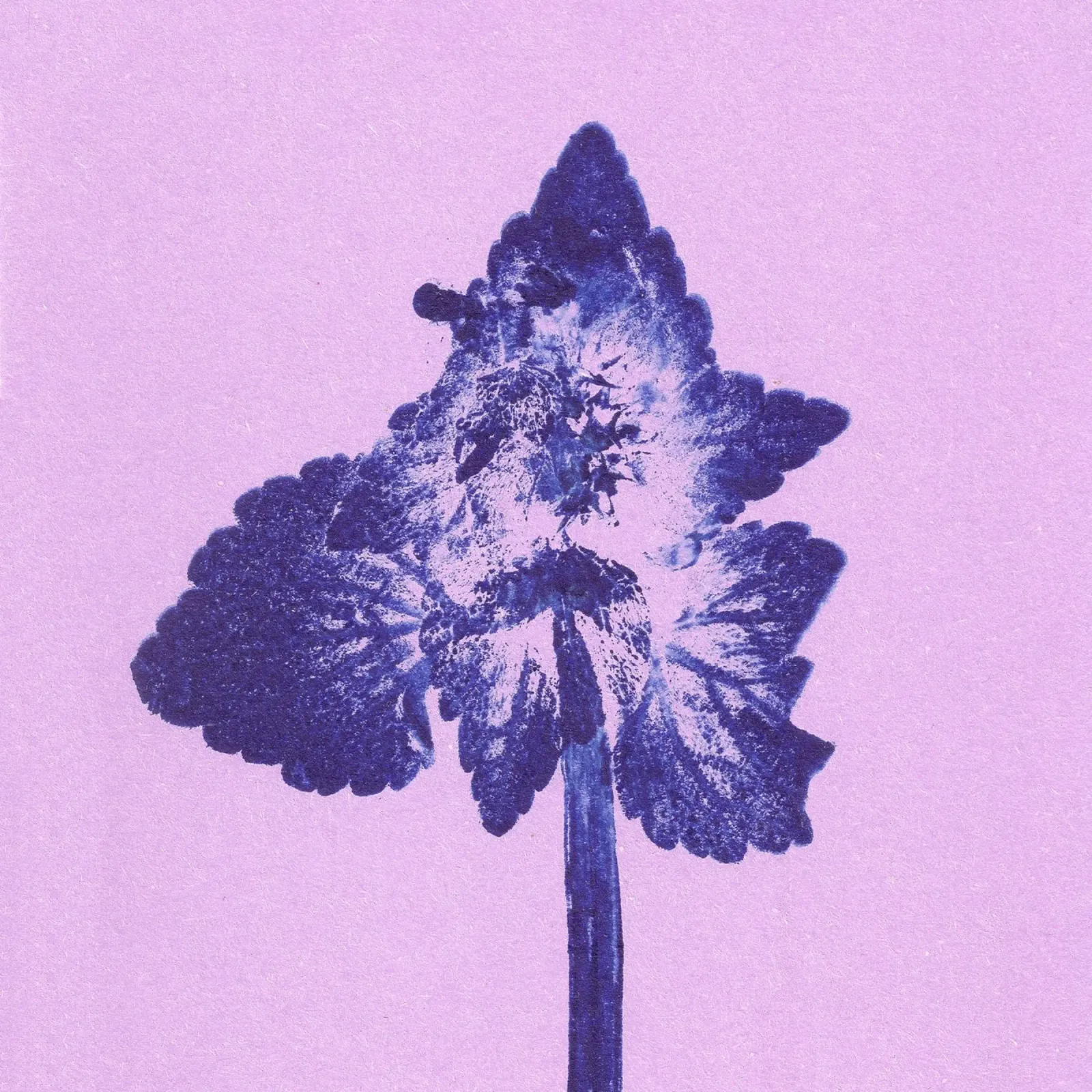 Impressioni botaniche | Lamium purpureum v6 tela con Cornice a cassetta da Ivona Maris