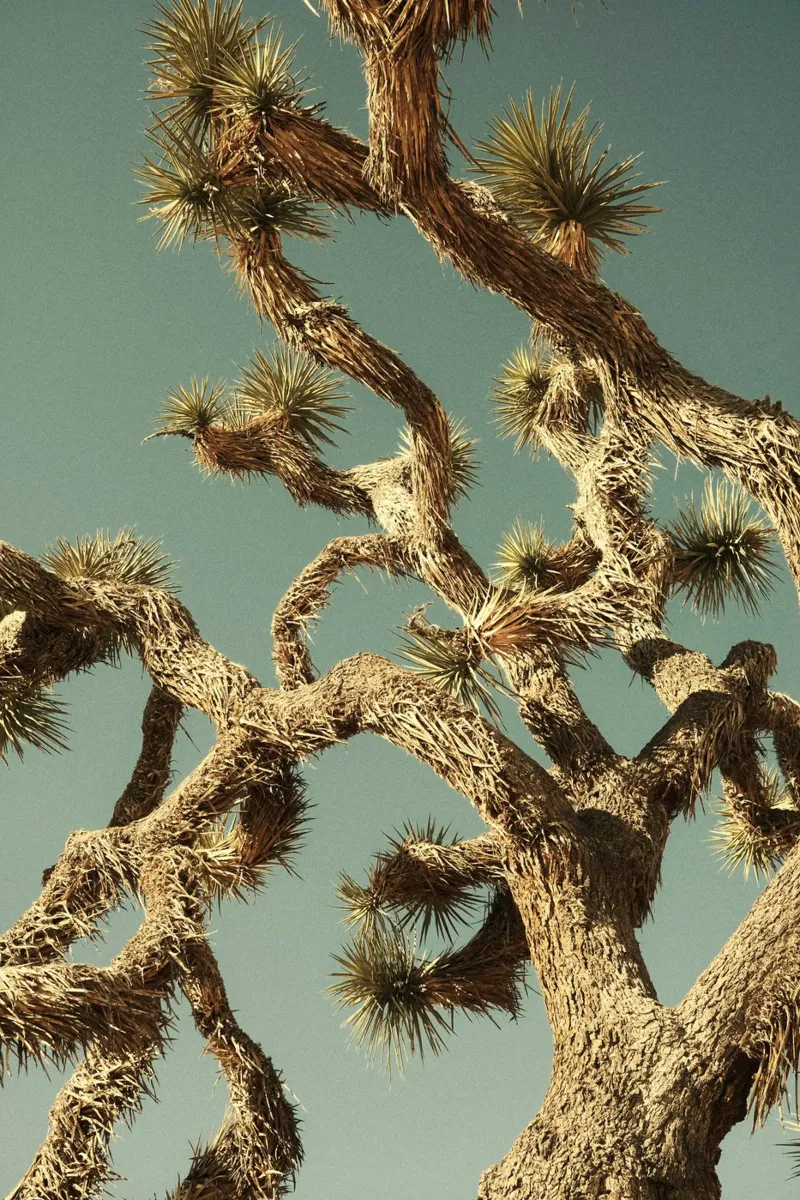 shape of tree poster con telaio in alluminio da lily