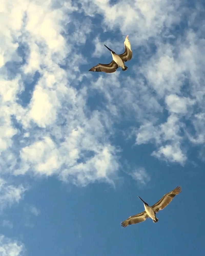 two bird in sky poster con telaio in alluminio da lily