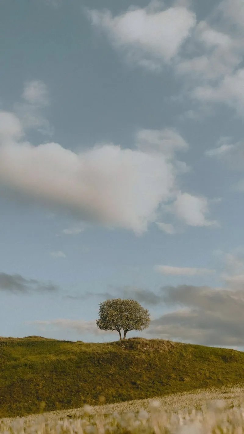 small tree in the space poster con telaio in alluminio da carsa