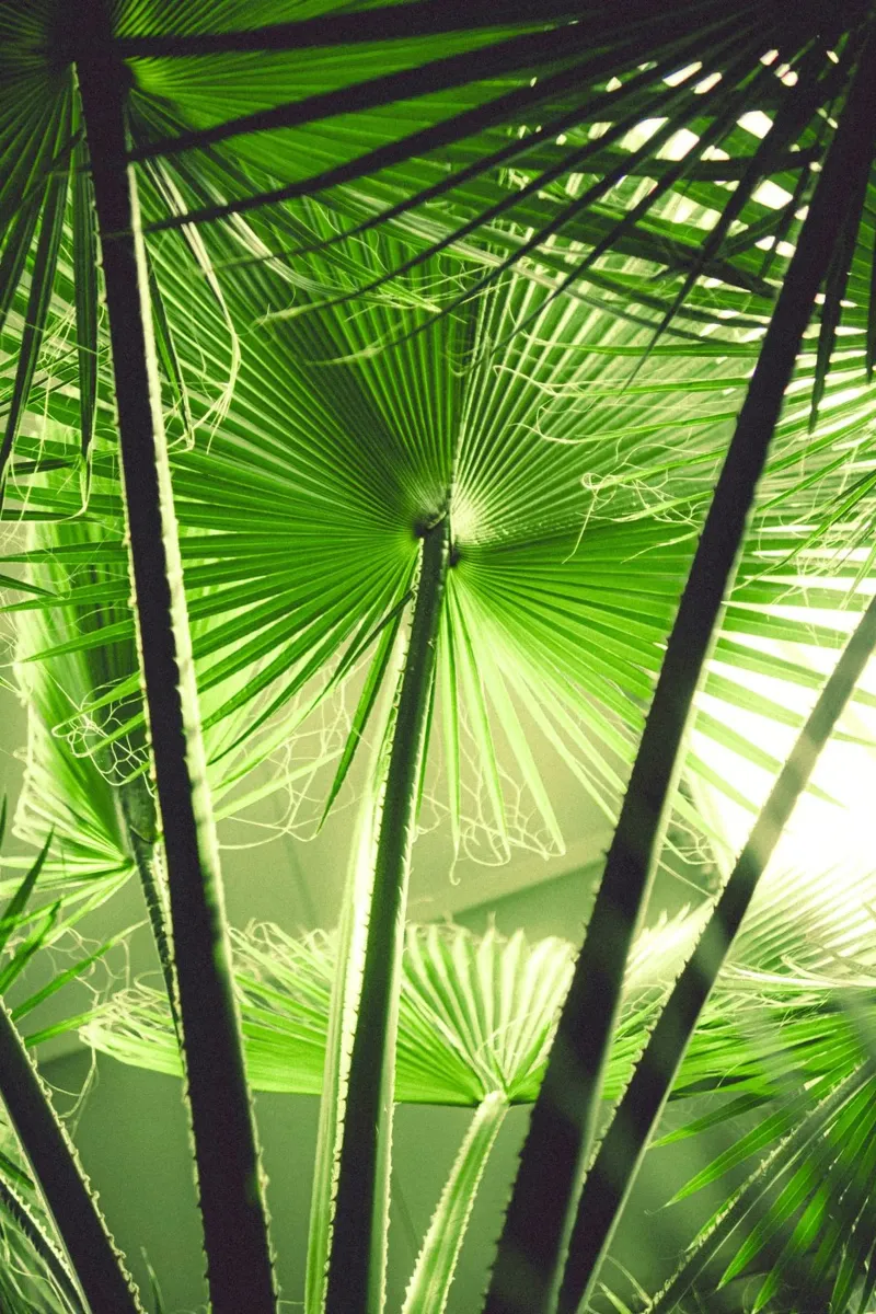 palm in sunshine poster da mip of map