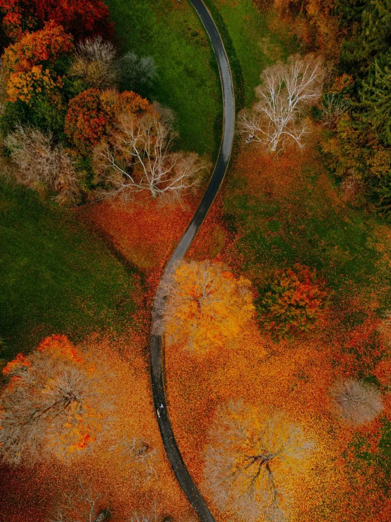 curve road in blossom forest poster con telaio in plastica da Good days