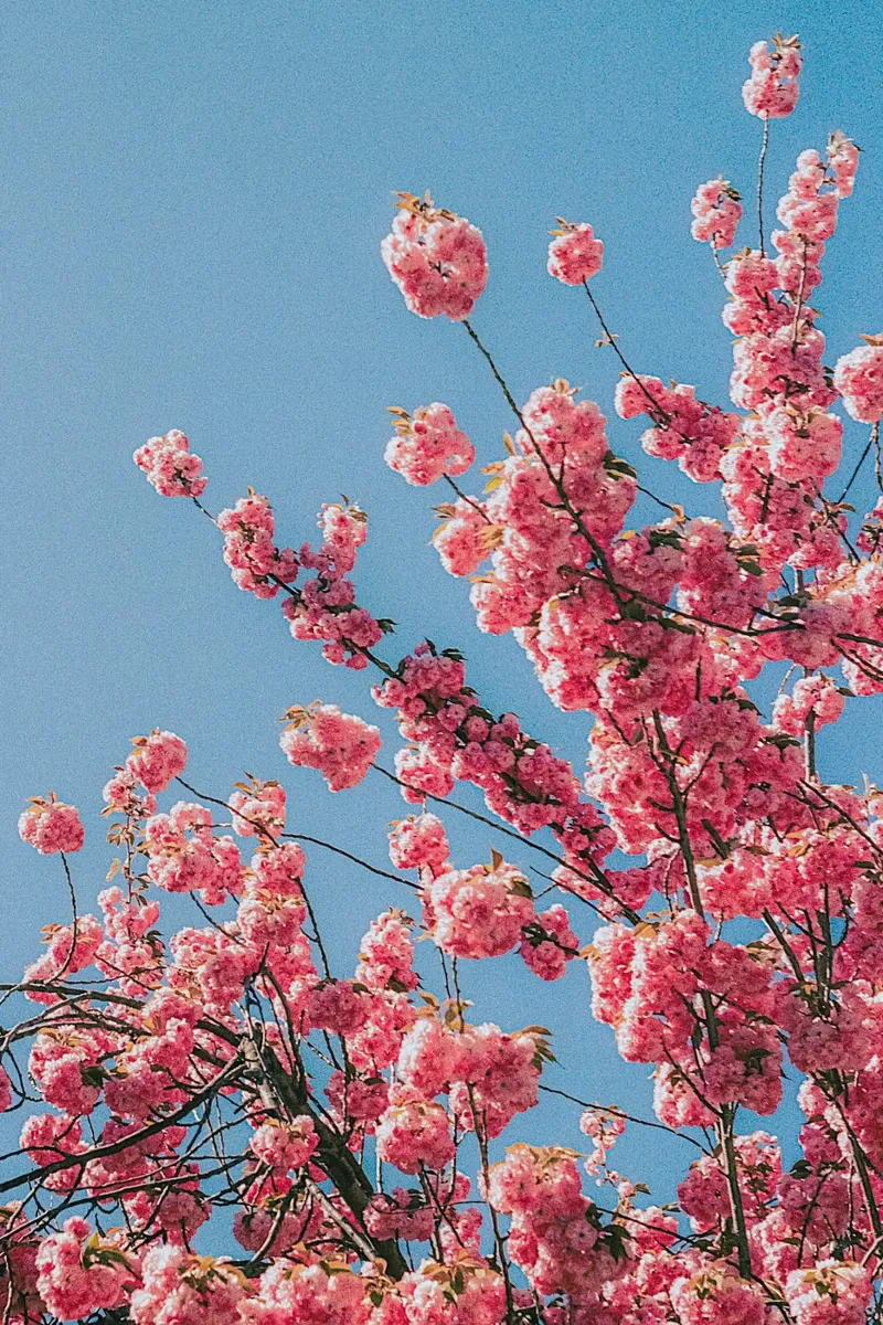 blossom in morning poster con telaio in legno da lily