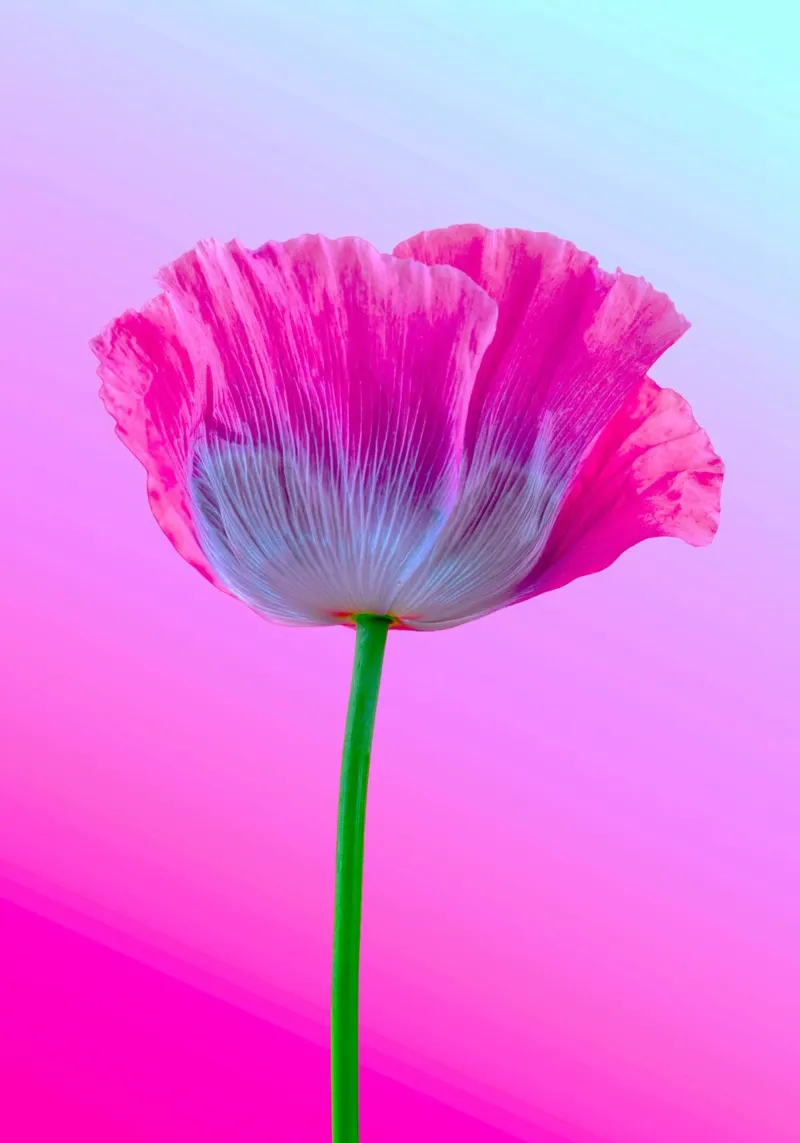 pink purple gradient poster con telaio in legno da lily