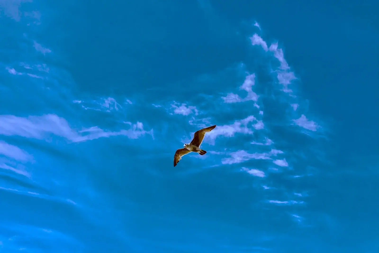 fly high on sky poster con telaio in plastica da kichin