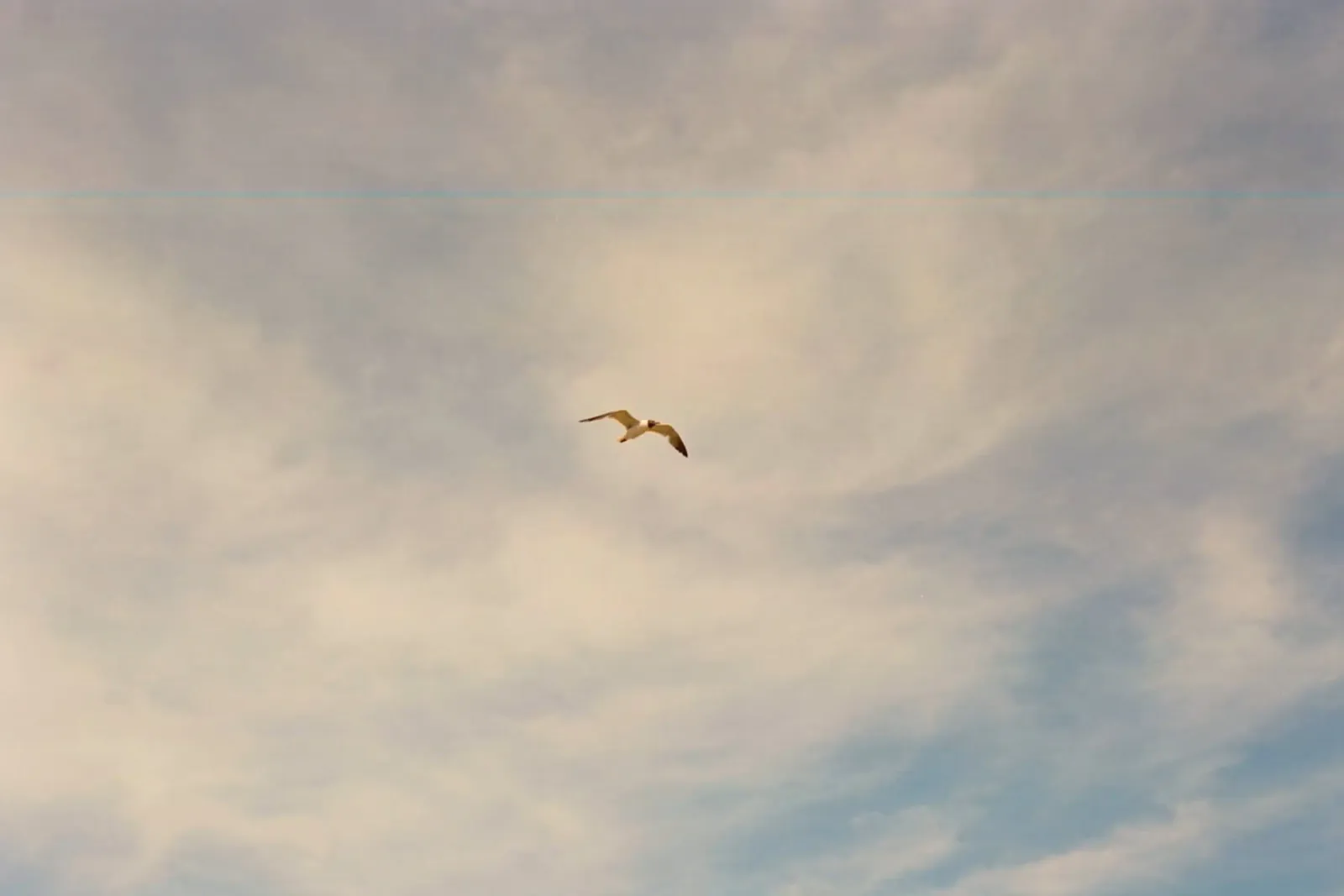 fly bird on sky poster con telaio in plastica da carsa