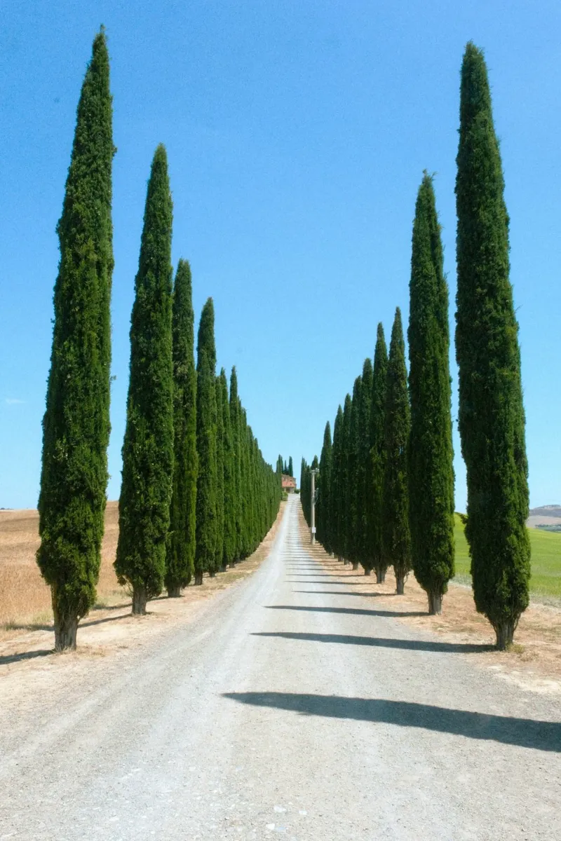 row of tree poster con telaio in legno da carsa
