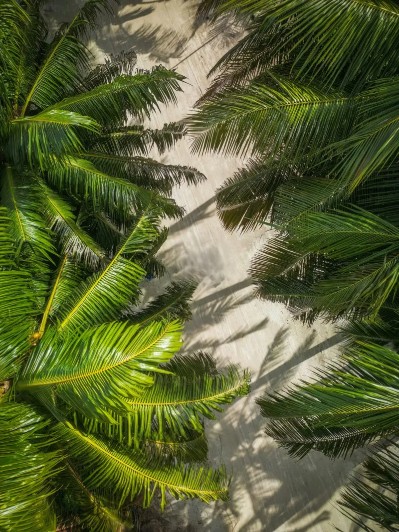 palm forest poster con telaio in plastica da melts