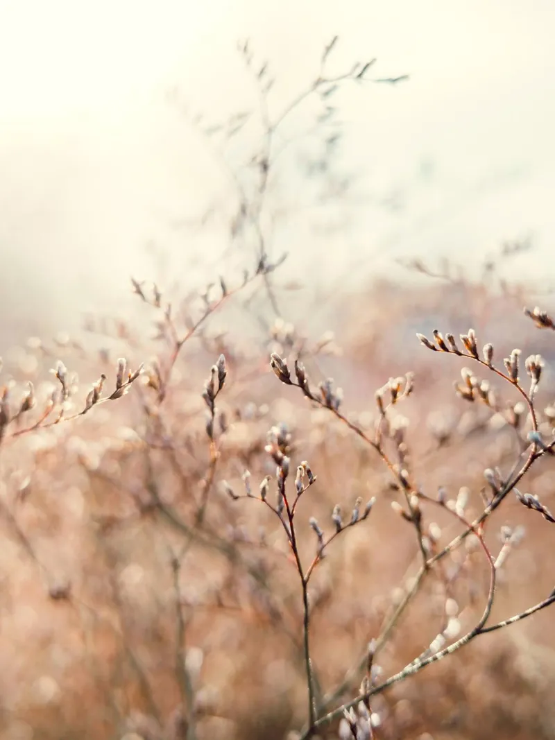 thin tree and flower poster con telaio in alluminio da melts