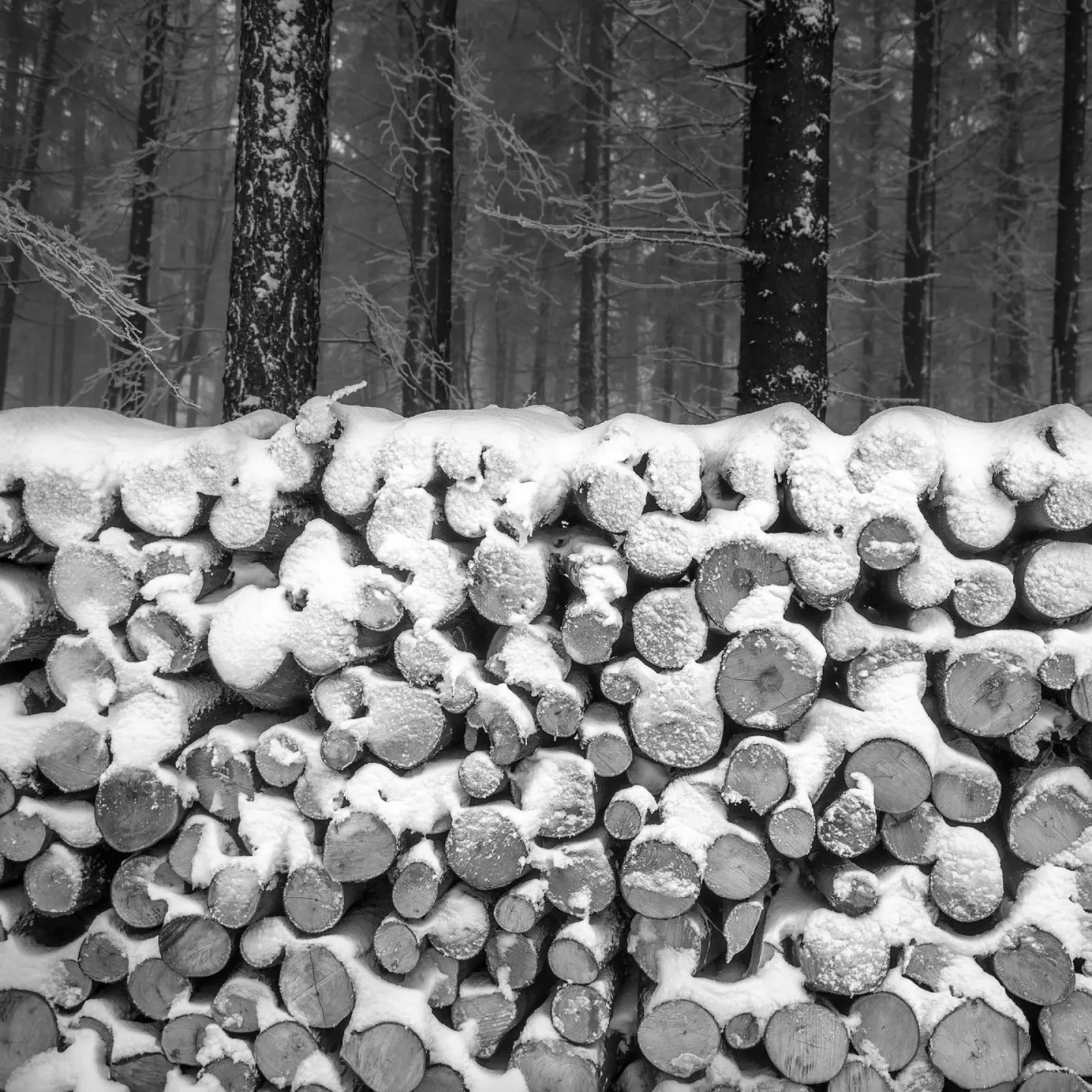 Neve nella foresta invernale poster da anderm