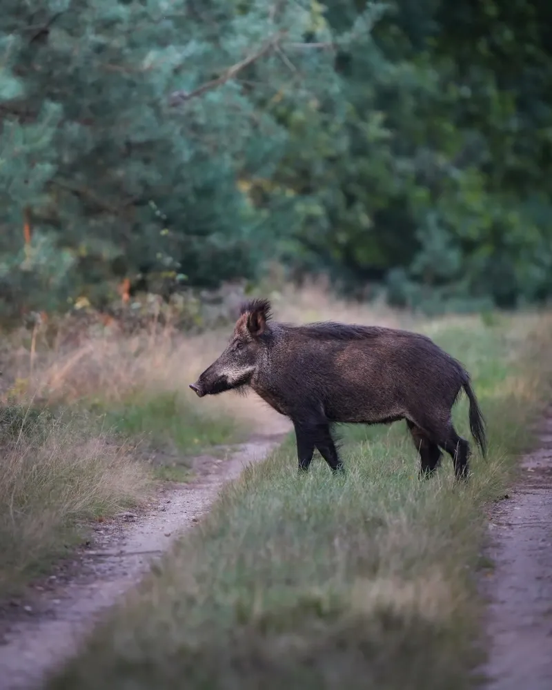 Cinghiale nella foresta poster da Tom's Wildlife