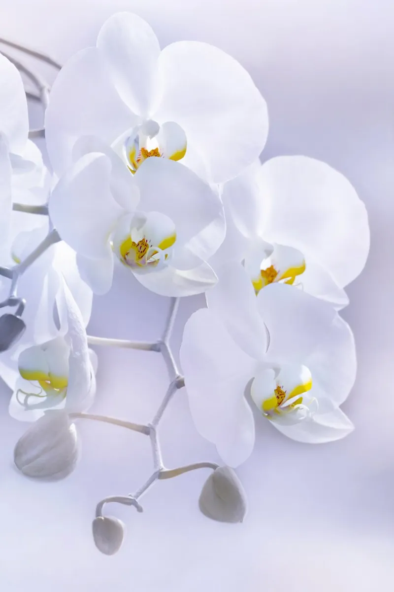 Magnolie poster con telaio in legno da Atteloi