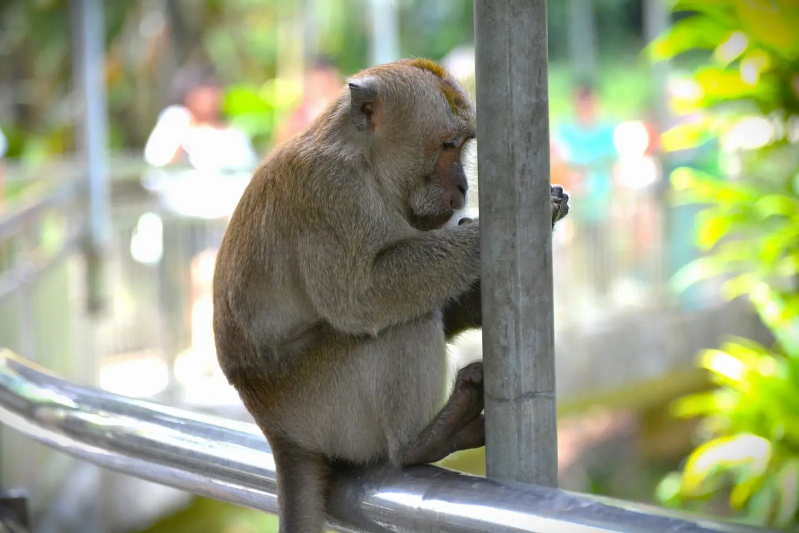 Thoughtful Monkey in KL Bird Park canvas with Floater frame by byrieneke