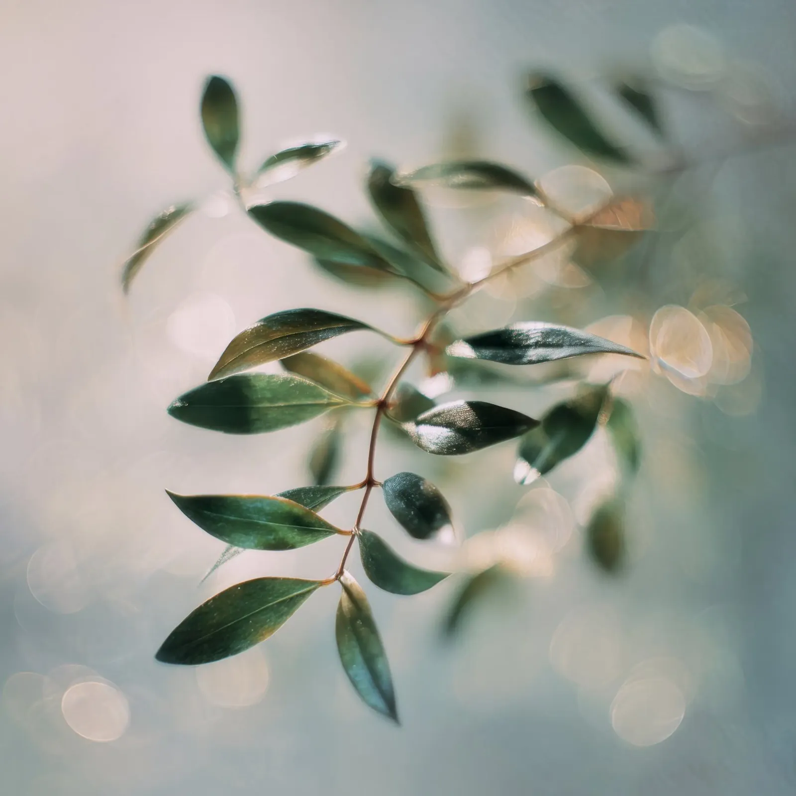 Bokeh Botanica No 01 poster con telaio in alluminio da treechild